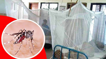 ২৪ ঘণ্টায় ডেঙ্গুতে ১২ জনের মৃত্যু, চলতি বছরে সর্বোচ্চ