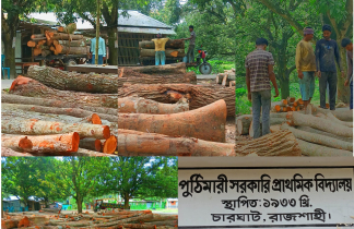 সঃ প্রাঃ বিদ্যালয়ের খেলার মাঠ দখল করে কাঠের ব্যবসা করছে একটি চক্র